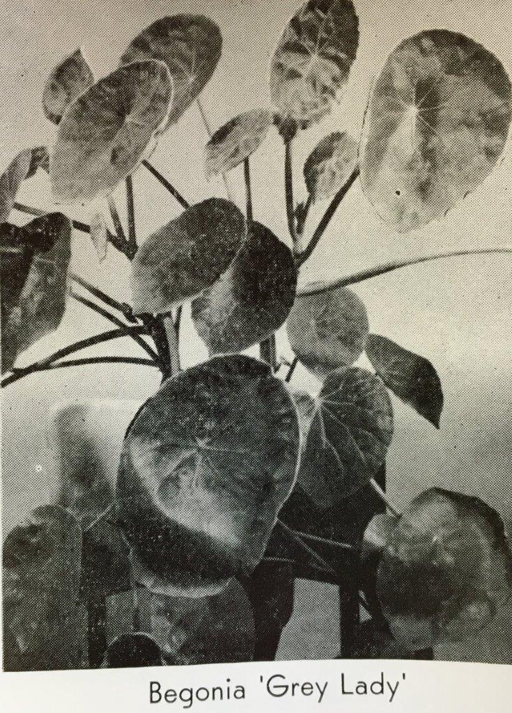 B. ‘Grey Lady’